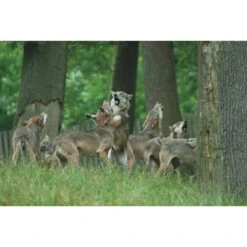 Die Hoffnung Und Der Wolf - Reisetagebuch -Sport Kleidung Welt 5637642723 c die hoffnung und der wolf 24