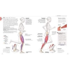 LAUFTRAINING - DIE ANATOMIE VERSTEHEN - Sportratgeber -Sport Kleidung Welt 5637865355 d lauftraining die anatomie verstehen 24