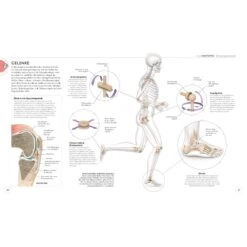LAUFTRAINING - DIE ANATOMIE VERSTEHEN - Sportratgeber -Sport Kleidung Welt 5637865355 e lauftraining die anatomie verstehen 24
