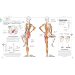 LAUFTRAINING - DIE ANATOMIE VERSTEHEN - Sportratgeber -Sport Kleidung Welt 5637865355 f lauftraining die anatomie verstehen 24