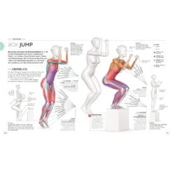 LAUFTRAINING - DIE ANATOMIE VERSTEHEN - Sportratgeber -Sport Kleidung Welt 5637865355 g lauftraining die anatomie verstehen 24