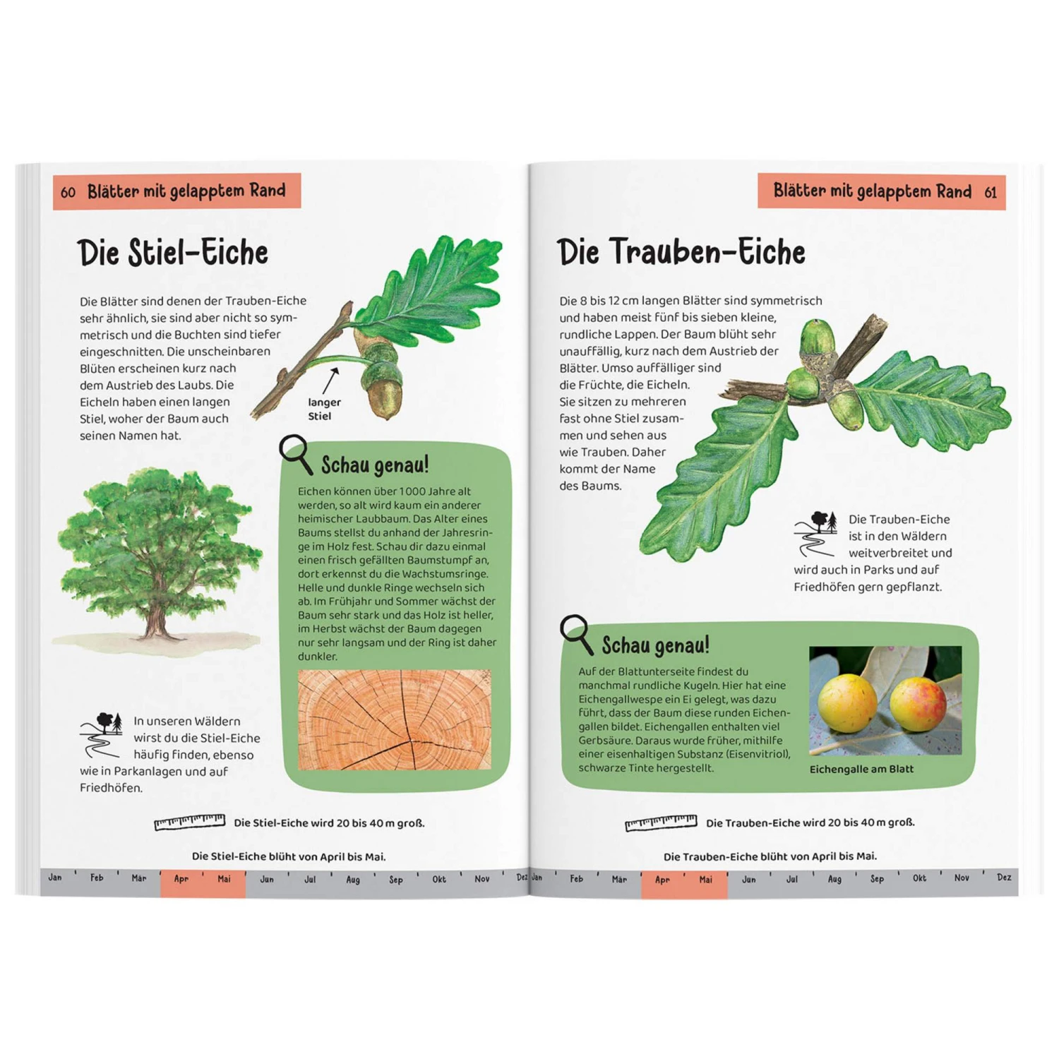 WELCHER BAUM IST DAS? KINDERNATURFÜHRER - Kinderbuch 4 WELCHER BAUM IST DAS? KINDERNATURFÜHRER - Kinderbuch – Bild 2